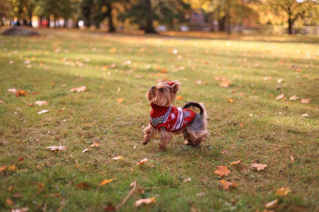 Do Dogs Like to Wear Clothes?