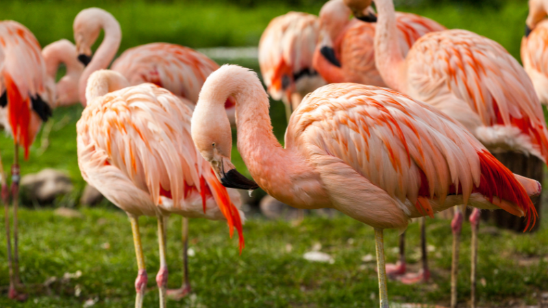 Animals Flamingos photo 2