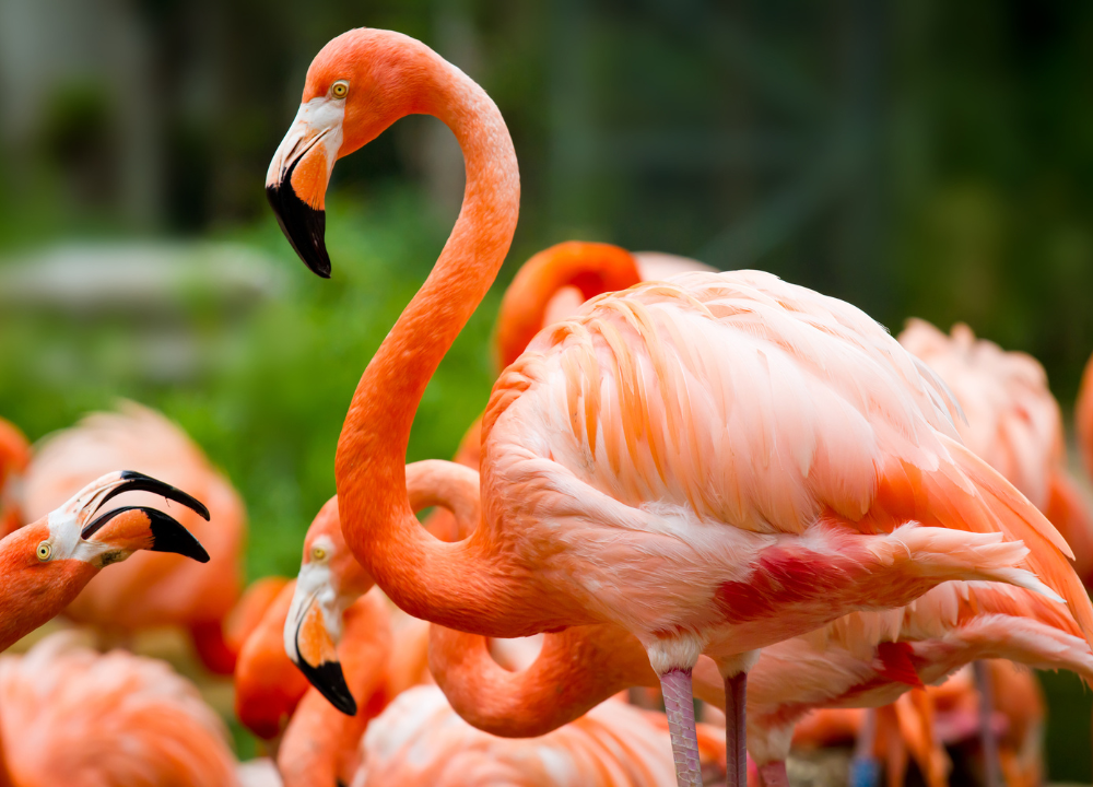 Animals Flamingos
