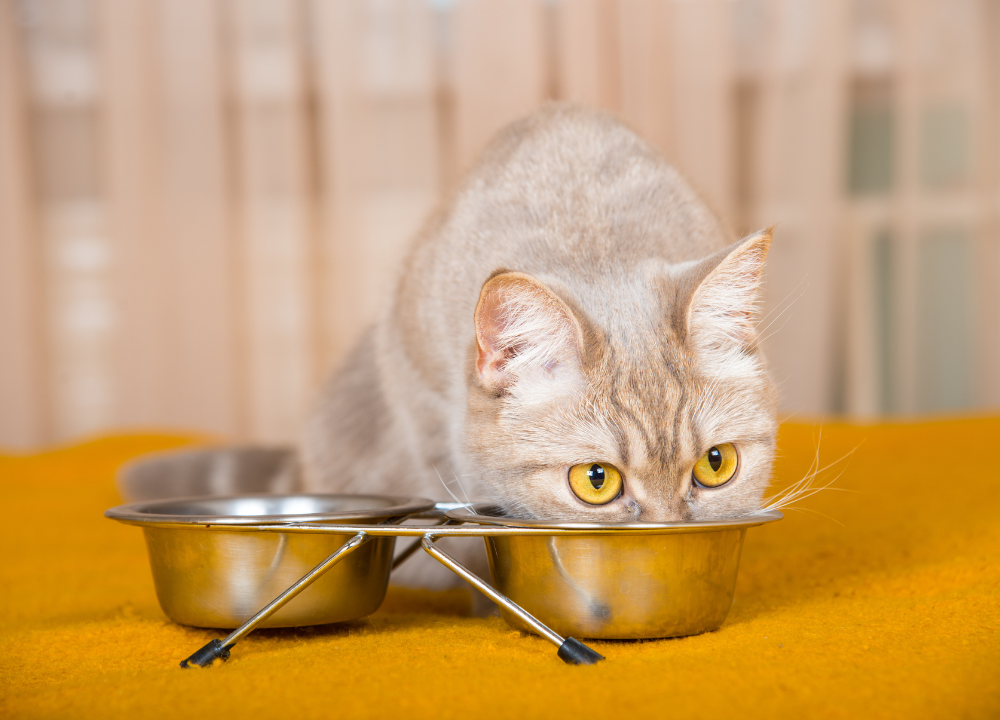 Best 5 Cat Food for Cats With Feline Herpes Boost Your Furry Friend's Health photo
