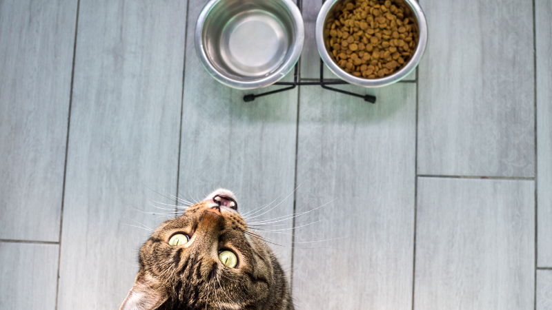 Best 5 Cat Food for Cats With Feline Herpes photo 5