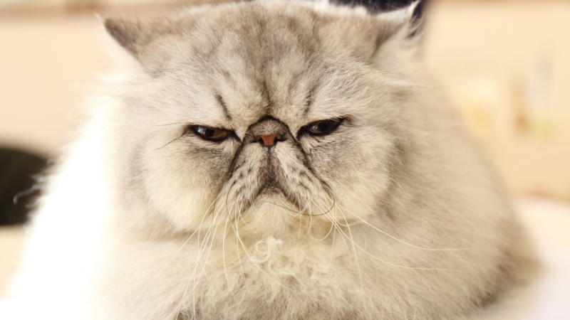 Big Nosed Cat Persian photo 2