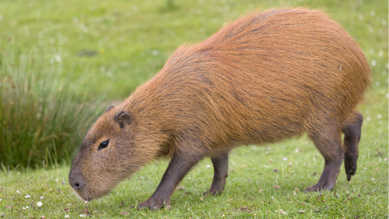 Capybara As a Pet in Michigan photo 2 
