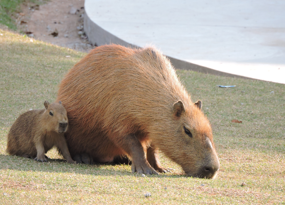 Capybara As a Pet in Michigan photo