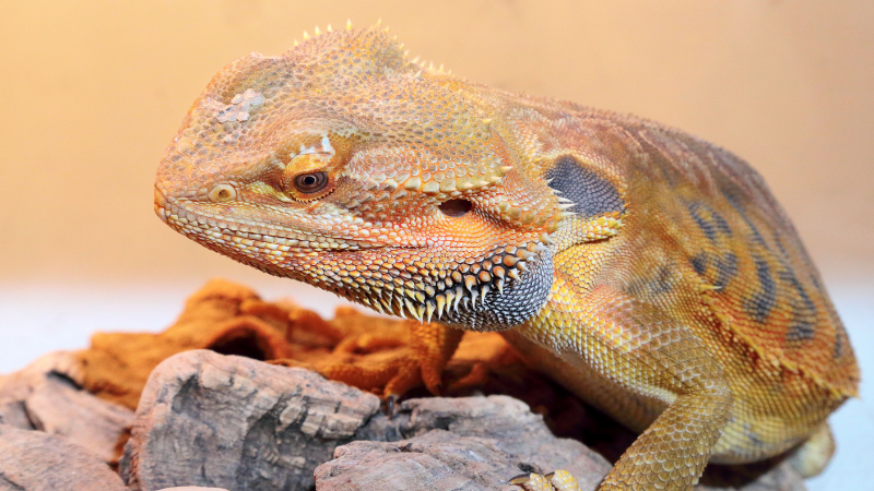 Managing Bearded Dragon Parasites How to Treat Them at Home photo 4