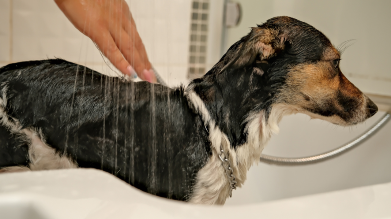 The dog is bathed with shampoo Arm And Hammer photo 3