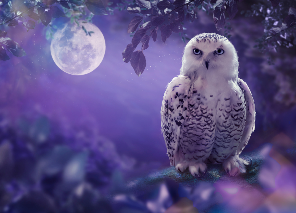 What Does it Mean to See an Owl in a Dream And in Life photo