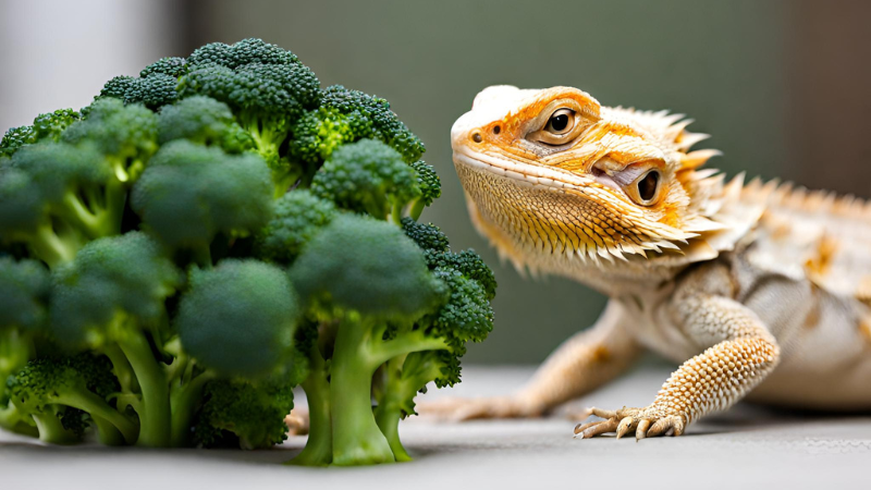 can-bearded-dragons-eat-broccoli photo 2