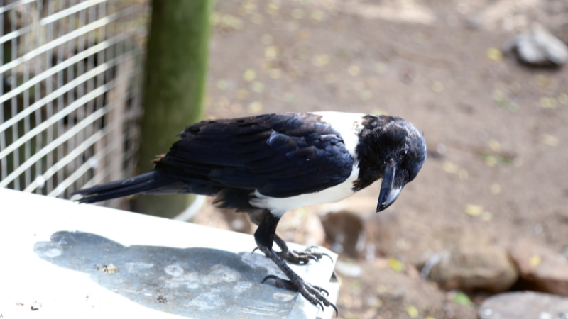 raven as a pet  photo3