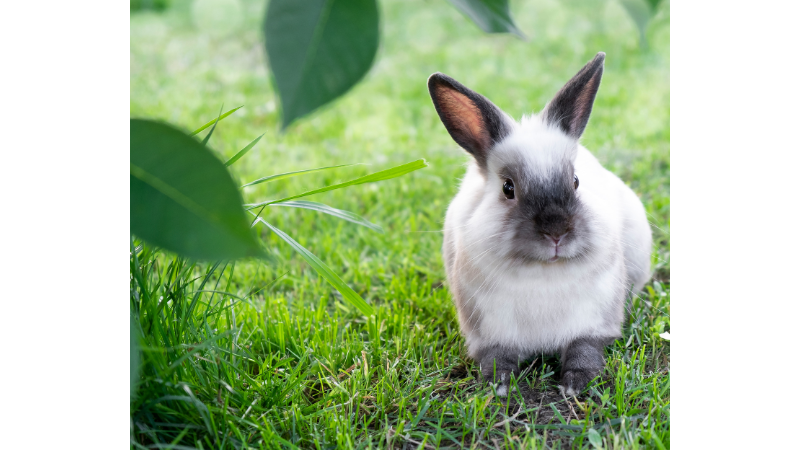 Can Bunnies Don Dog Diapers photo 2