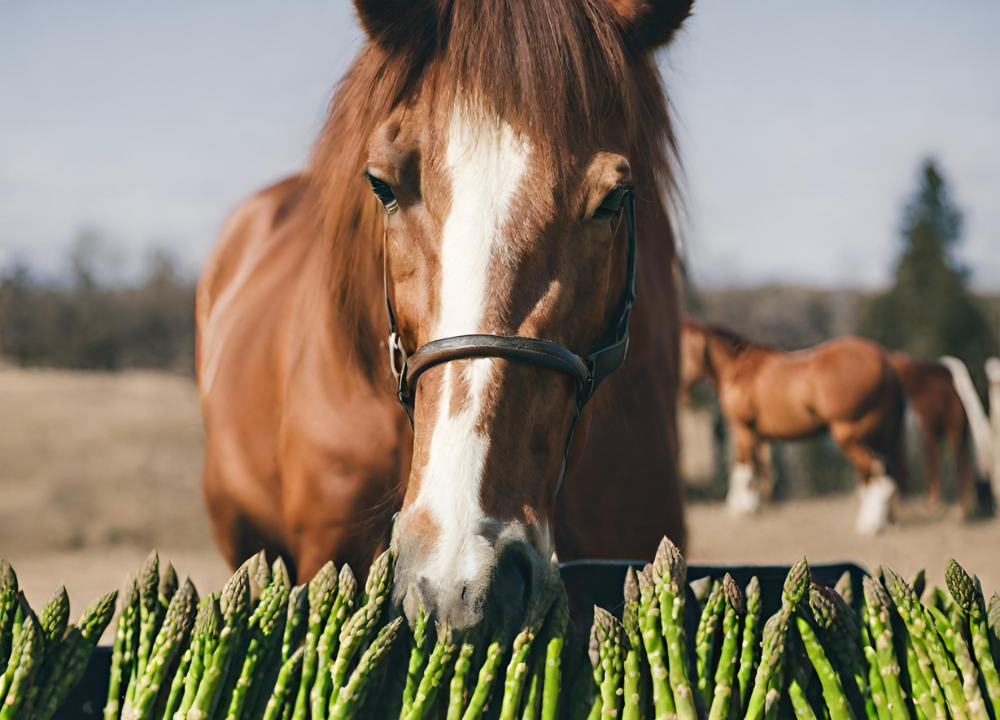 Can Horses Eat Asparagus Discover the Surprising Benefits! photo