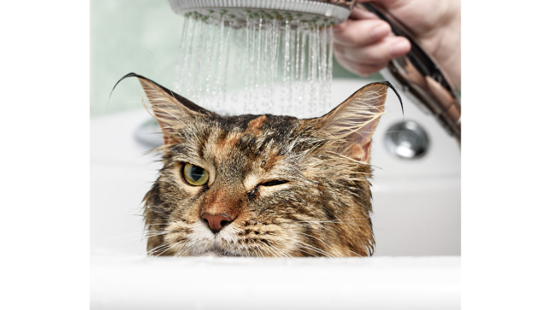 Cat takes a bath photo 2 