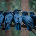 creepy crows facts